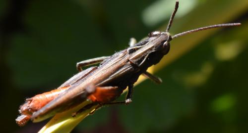 Réf. 296 251 : Omocestus rufipes